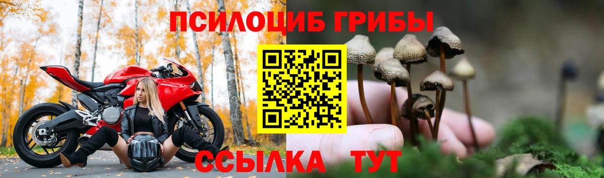 Камышин  где найти   Вход с VPN  Галлюциногенные грибы ЛСД 